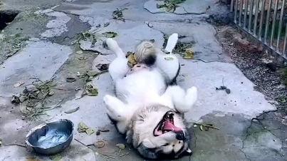 封面无法加载