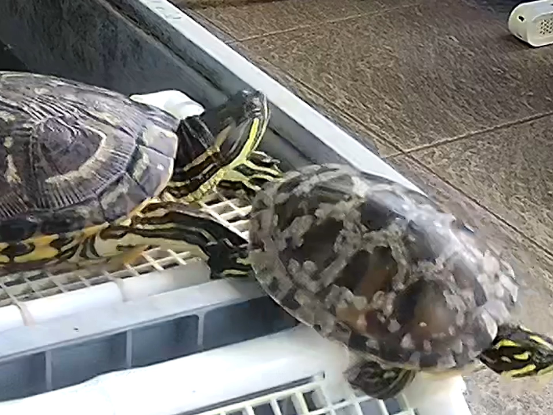 封面无法加载