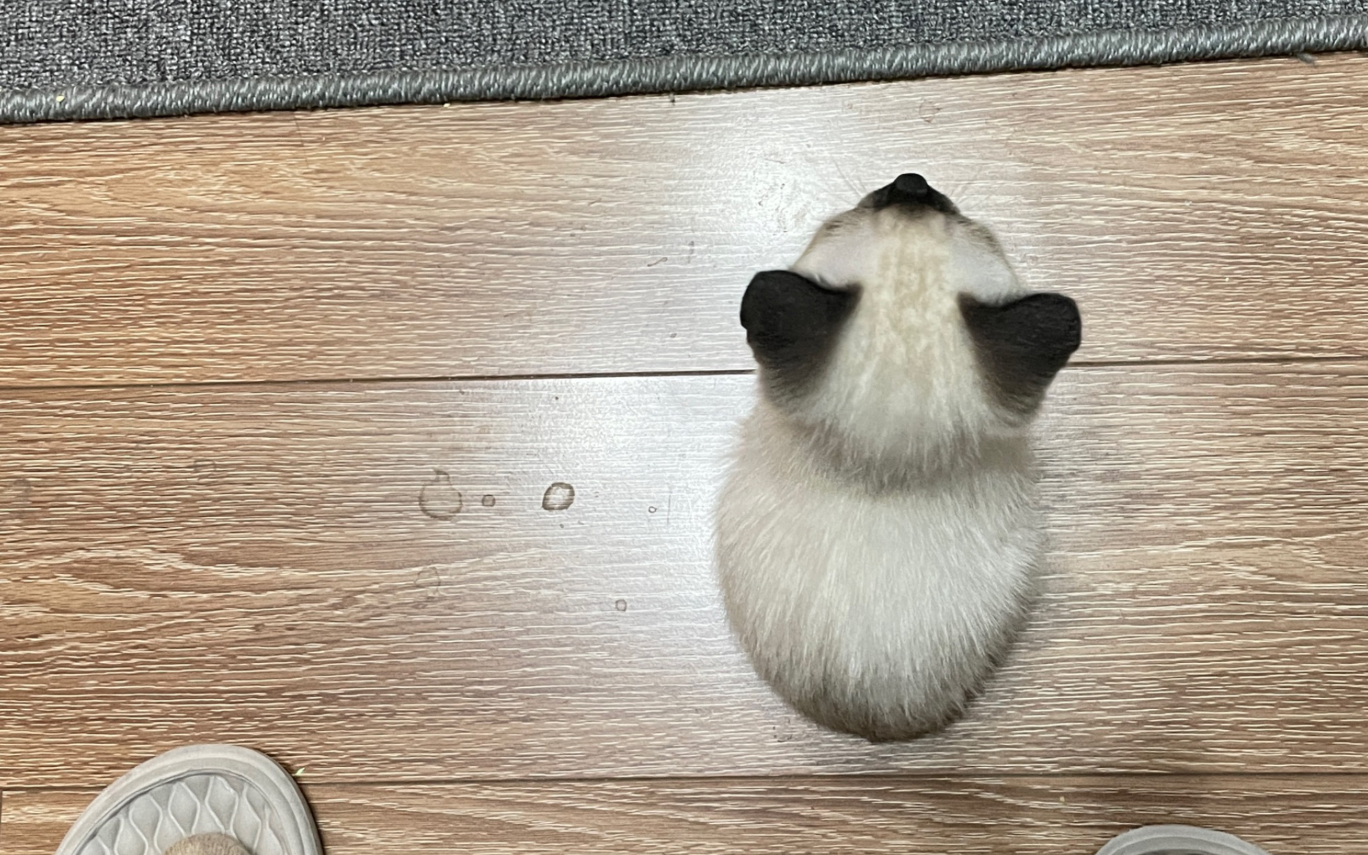 封面无法加载