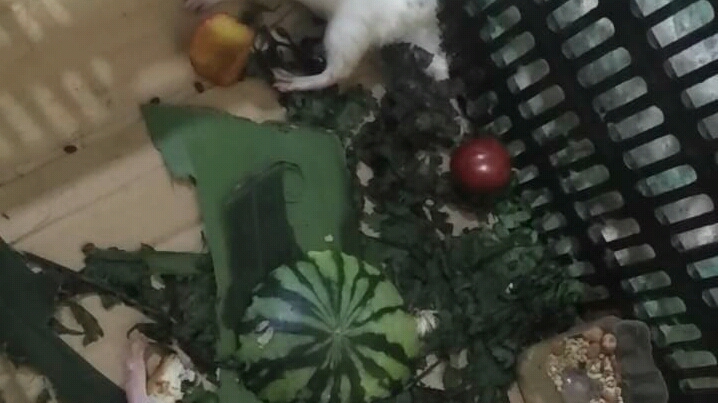 封面无法加载
