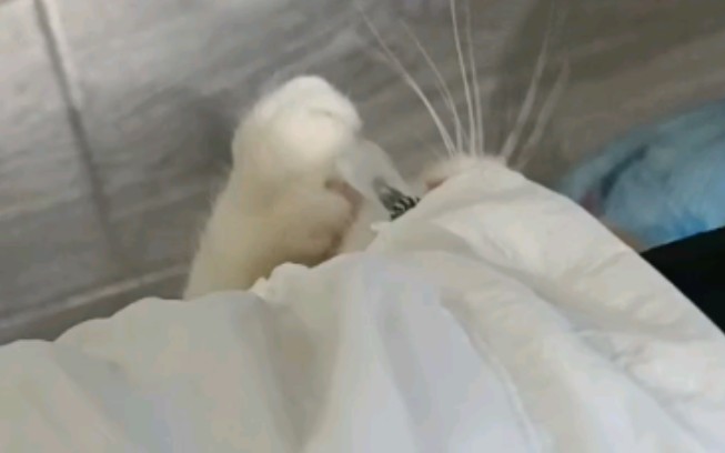 封面无法加载