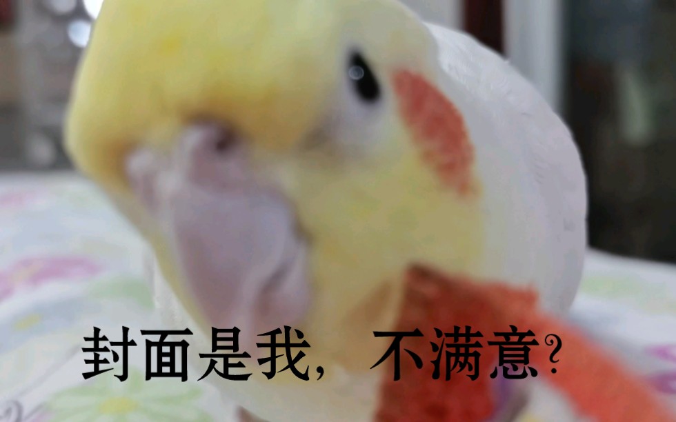 封面无法加载