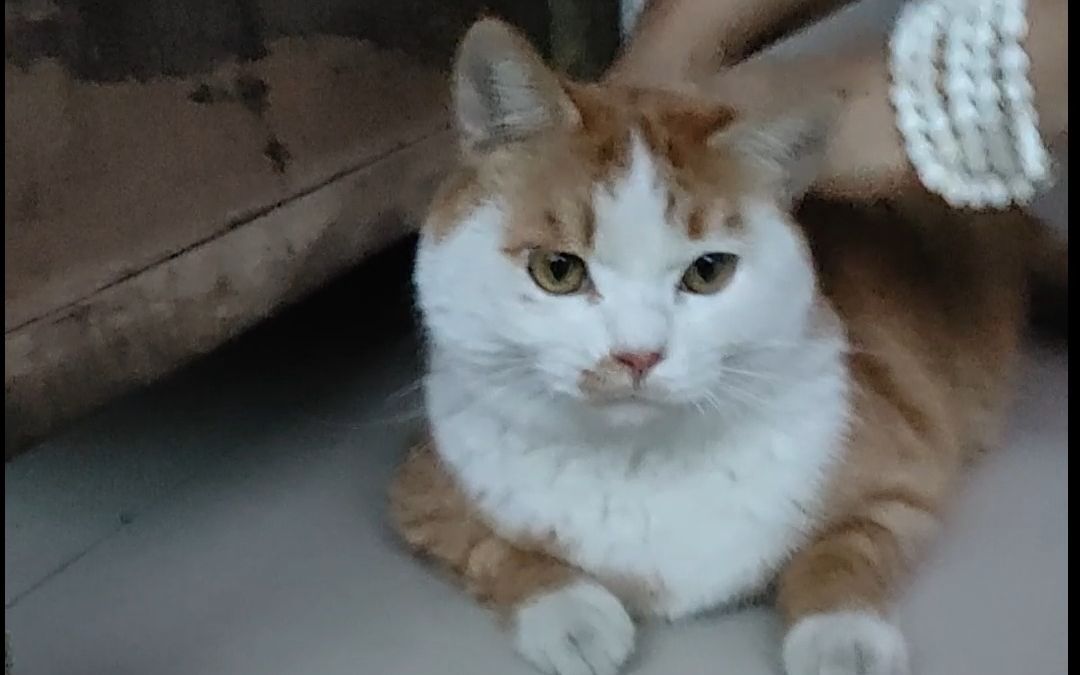 封面无法加载