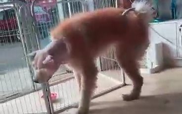 封面无法加载
